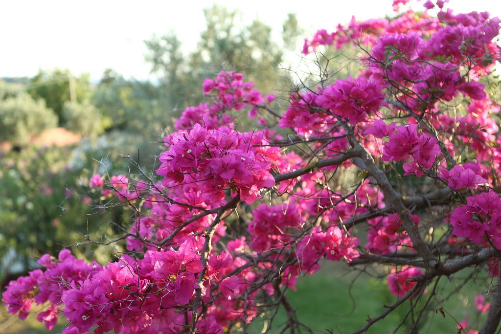 Dendrolivano Minia 部屋 写真